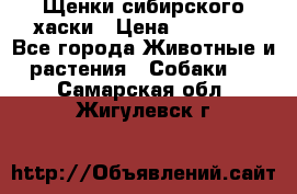 Щенки сибирского хаски › Цена ­ 12 000 - Все города Животные и растения » Собаки   . Самарская обл.,Жигулевск г.